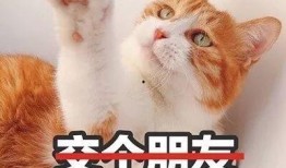 猫咪爆料合集下载安装最新版,解锁最新版安装指南全解析